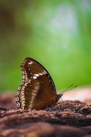 野生棕色蝴蝶摄影图片