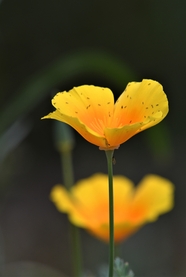 夏日黄色罂粟花花枝摄影图片