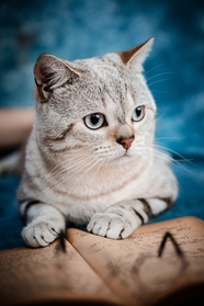欧洲短毛猫可爱写真图片