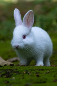 可爱白色宠物兔写真图片
