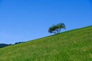 蓝色天空绿色草地树木图片