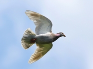 自由飞翔的白色信鸽图片
