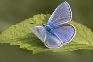 蓝色野生蛱蝶图片