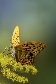 野生贝母蝴蝶摄影图片