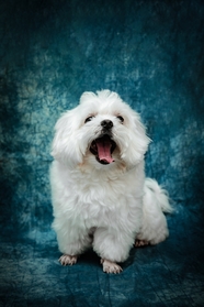 白色野生贵宾犬狗狗摄影图片