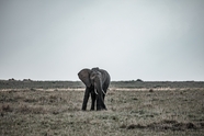 非洲大草原野生非洲象图片