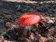 红色野生真菌蘑菇摄影图片