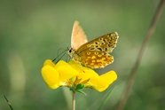 黄色花朵上停歇的彩蝶图片