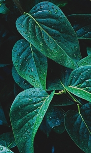 雨后绿色树叶雨滴摄影图片