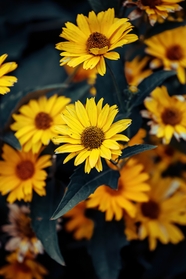 黄色野生黑心菊摄影图片