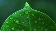 微距特写绿色树叶雨滴摄影图片