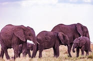 非洲迁徙的野生大象图片