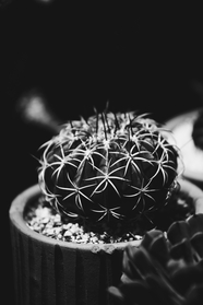 黑白风格仙人球盆栽摄影图片