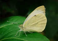 黄色淡雅蛱蝶摄影图片