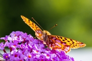 一只停在花上的斑蝴蝶图片