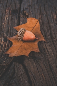 秋天橡子和落叶图片
