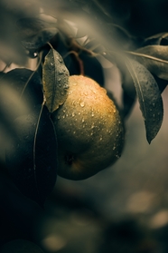 雨水打湿的梨树新鲜梨子图片