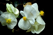 白色秋海棠摄影图片
