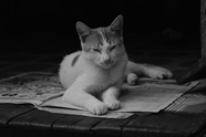 可爱小萌猫黑白单色调摄影图片