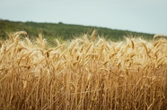 秋季乡村麦田成熟麦子摄影图片