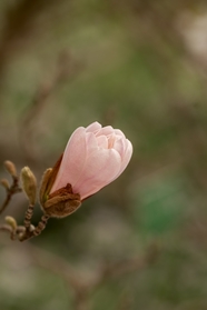 粉色玉兰花含苞待放图片