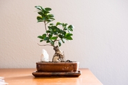 木桌上的绿色盆栽植物图片