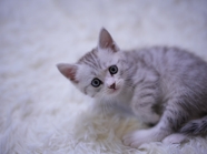 躺在白色地毯上玩耍的小猫图片