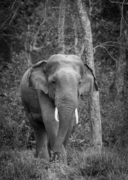 森林野生非洲象黑白摄影图片