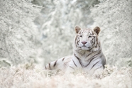 唯美冬季雪地白虎摄影图片