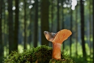 绿色森林地面青苔野生真菌蘑菇图片