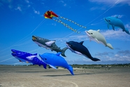 海滩风筝节各种风筝图片