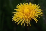 金黄色蒲公英花植物摄影图片