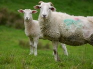 绿色牧场草地两只白色绵羊羔图片