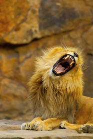 动物园怒吼的雄狮子图片