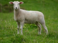 站在牧场草地上发呆的绵羊图片