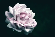 长斑点的玫瑰花黑暗摄影图片