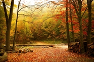 秋天红色树林风景摄影图片