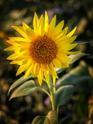 金色向日葵鲜花摄影图片