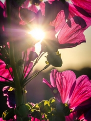 阳光透过野锦葵摄影图片