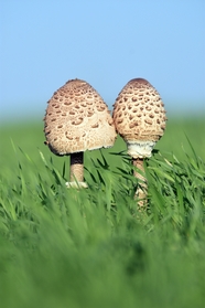 绿色草地野生真菌蘑菇摄影图片