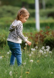 春天草地上摘蒲公英的小女孩图片