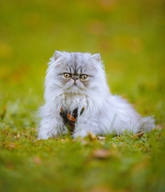 蹲在草地上的灰色波斯猫图片