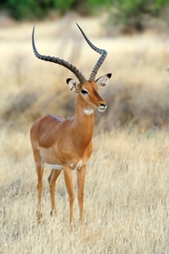 野生非洲大羚羊摄影图片