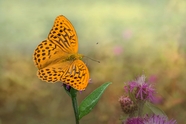 野生橙色斑蝶蝴蝶摄影图片