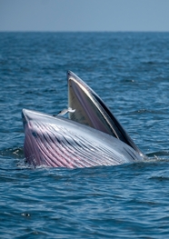 大型鲸鱼正在海洋中翻滚图片