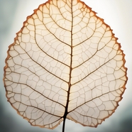 一片树叶镂空脉络纹理摄影图片