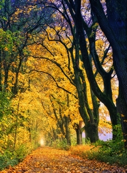 秋天银杏树林风景摄影图片