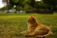 趴在草地上懒洋洋的小猫咪图片