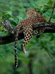 荒野丛林爬树的非洲猎豹摄影图片