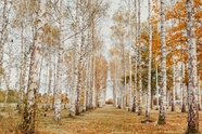 秋天落叶凋落的白桦林风景图片